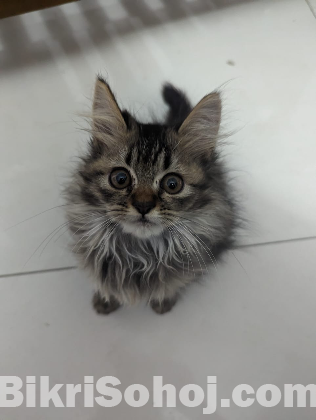 Traditional Pure Breed Persian Kitten